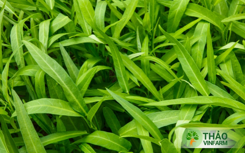 Cách bón phân cho rau muống