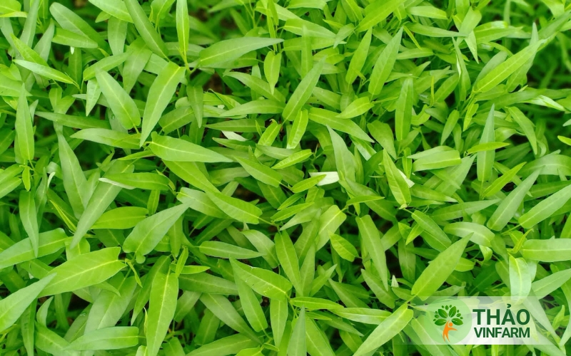 Kỹ thuật trồng rau muống cạn không khó