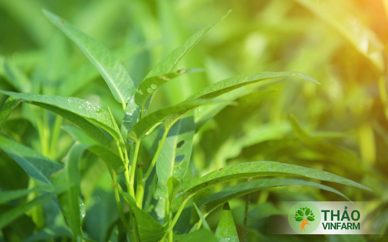 Trồng rau từ hạt giống rau muống lá tre