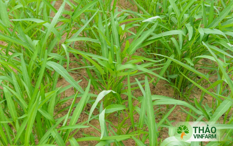 Thời gian thu hoạch rau muống lá tre thường 20 - 25 ngày sau khi trồng