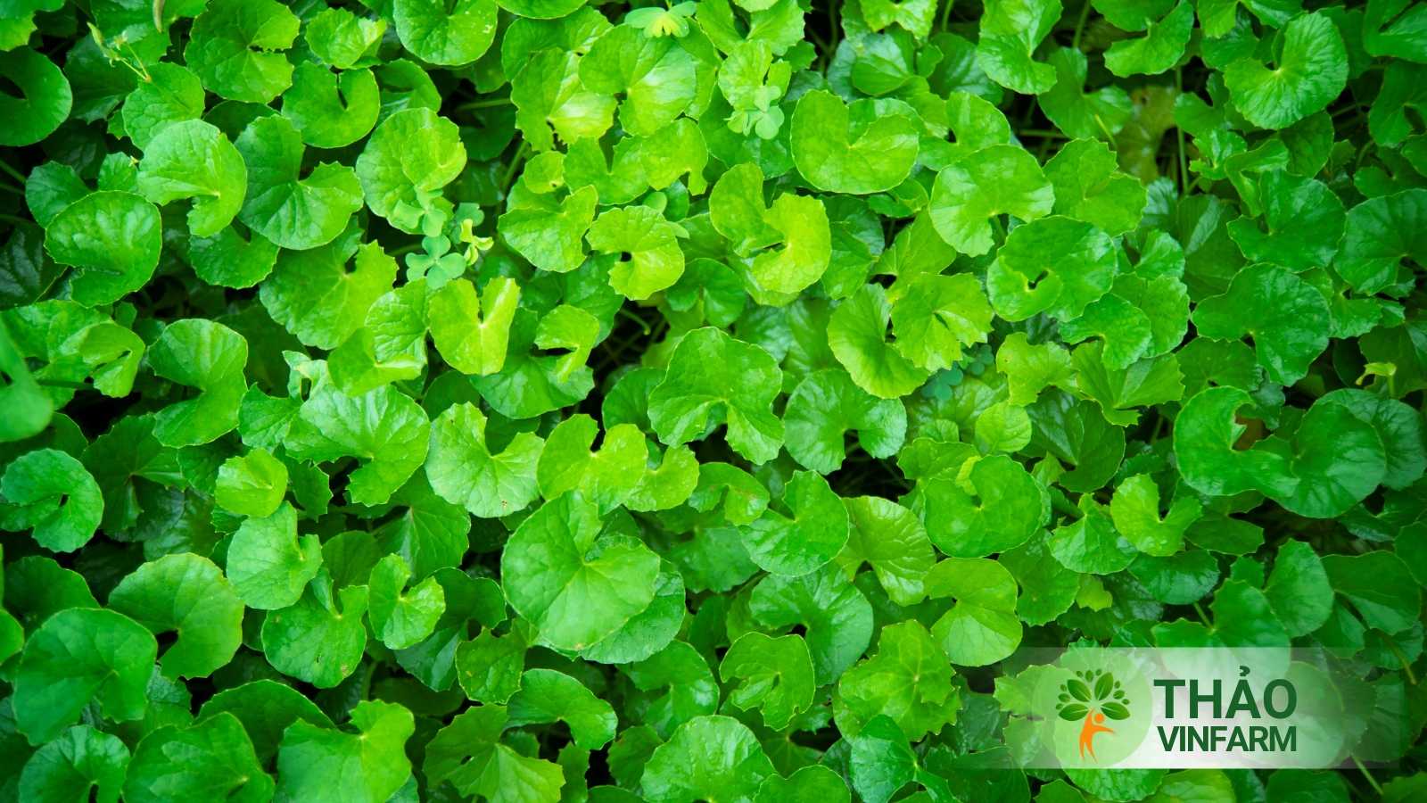 Hạt giống rau má lá nhỏ - Thảo Vinfarm