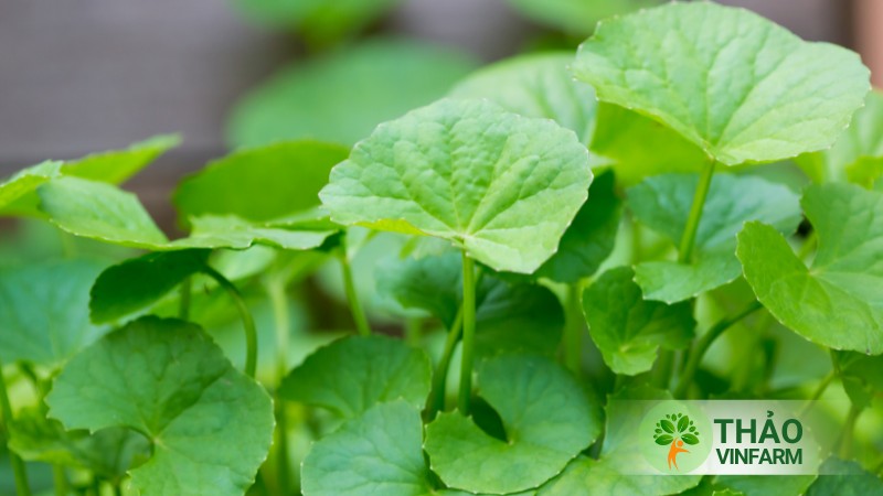 Hạt giống rau má lá nhỏ - Thảo Vinfarm