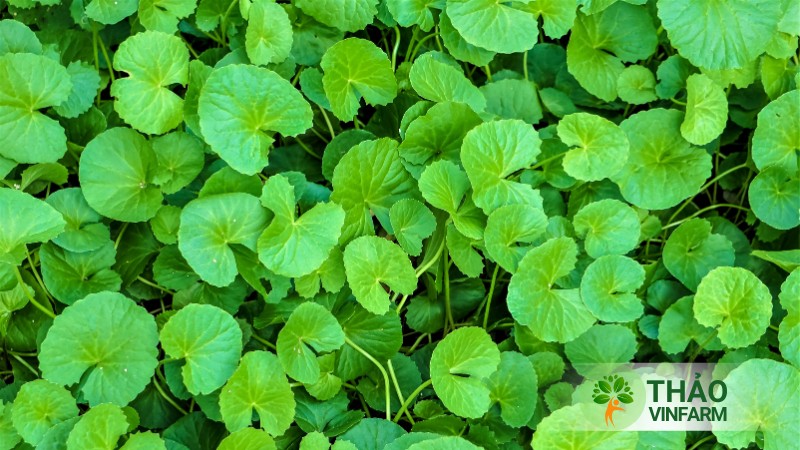 Hạt giống rau má lá nhỏ - Thảo Vinfarm