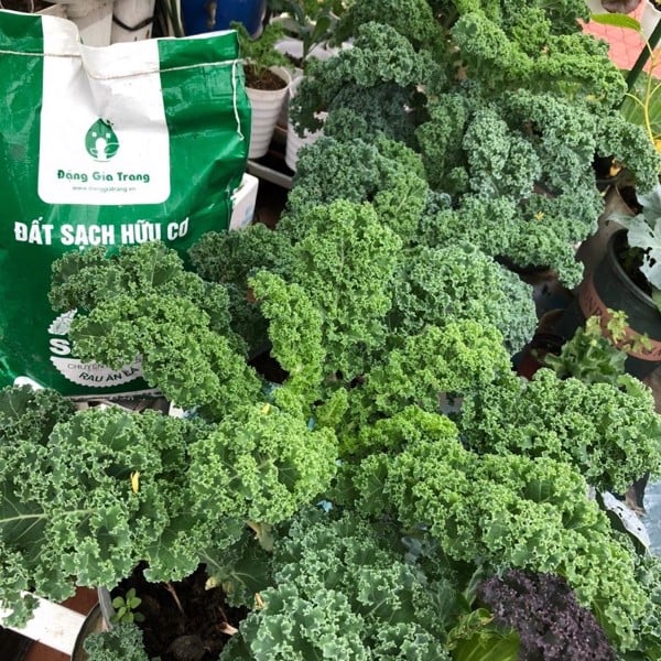 dat sach huu co sfarm 73052159ba3741c59f956e428436371e grande