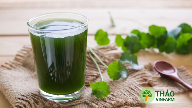 Hạt giống rau má lá nhỏ - Thảo Vinfarm