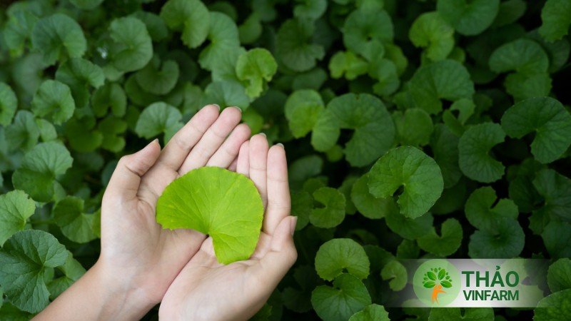 Hạt giống rau má lá nhỏ - Thảo Vinfarm
